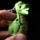 Dinosaurus LED Sleutelhouder
