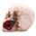 Schedel met Rozen Woonaccessoire