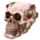 Schedel met Rozen Woonaccessoire