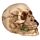 Schedel met Roos tussen Tanden Woonaccessoire