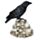 Kraai op Schedels Woonaccessoire