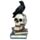 Kraai op Schedels & Boeken Woonaccessoire