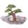 Bloemen Feeën Collector's Wereld Diplay