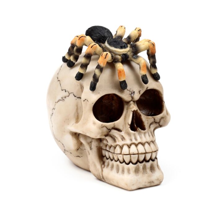 Schedel met spin