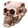Schedel met Rozen Woonaccessoire