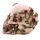 Schedel met Rozen Woonaccessoire