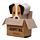 Puppy Hond Gum